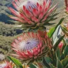 Protea Plants Diamond Painting