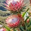 Protea Plants Diamond Painting