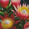 Proteas Plants Diamond Painting