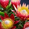 Proteas Plants Diamond Painting