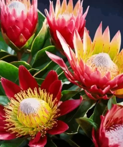 Proteas Plants Diamond Painting