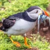 Puffin Bird Diamond Painting