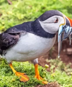 Puffin Bird Diamond Painting