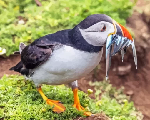 Puffin Bird Diamond Painting