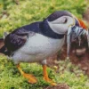 Puffin Bird Diamond Painting