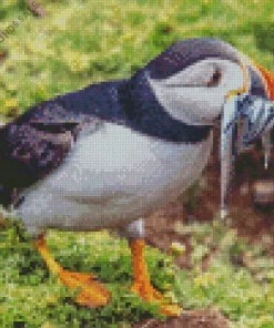 Puffin Bird Diamond Painting