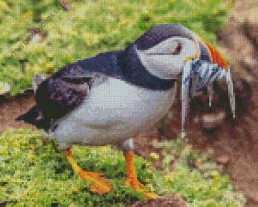 Puffin Bird Diamond Painting