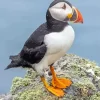 Puffins Diamond Painting