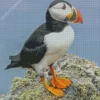 Puffins Diamond Painting