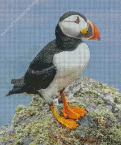 Puffins Diamond Painting