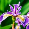 Purple Iris Flower Plant Diamond Painting