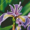 Purple Iris Flower Plant Diamond Painting