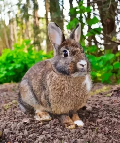 Rabbit Diamond Painting