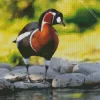 Red Breasted Goose Diamond Painting