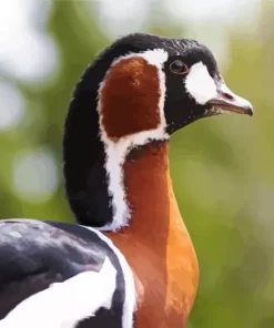 Red Breasted Goose Bird Diamond Painting