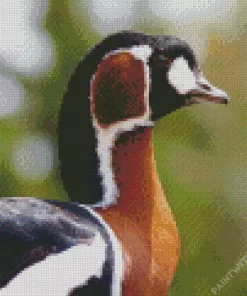 Red Breasted Goose Bird Diamond Painting