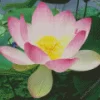 Sacred Lotus Diamond Painting