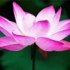 Sacred Lotus Close Up Diamond Painting