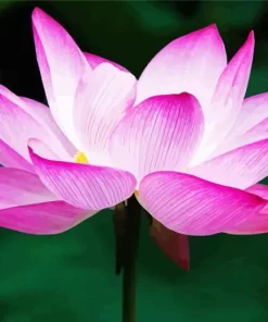 Sacred Lotus Close Up Diamond Painting