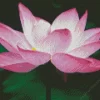 Sacred Lotus Close Up Diamond Painting