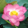 Sacred Lotus Flower Diamond Painting