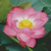 Sacred Lotus Flower Diamond Painting