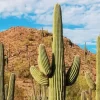 Saguaro Cactus Diamond Painting