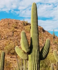 Saguaro Cactus Diamond Painting