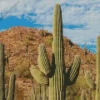 Saguaro Cactus Diamond Painting