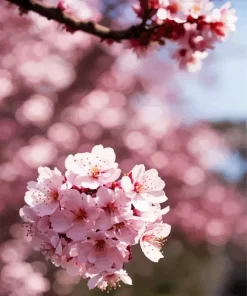 Sakura Blossoms Diamond Painting