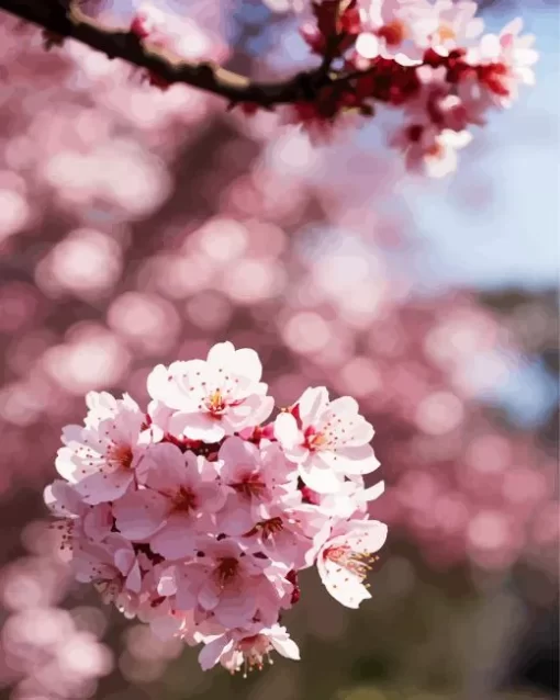 Sakura Blossoms Diamond Painting