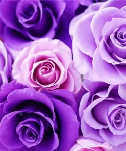 Shades Of Purple Roses Diamond Painting