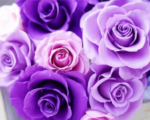 Shades Of Purple Roses Diamond Painting