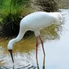 Siberian Crane Diamond Painting