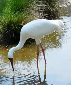 Siberian Crane Diamond Painting