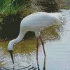 Siberian Crane Diamond Painting