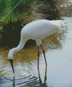 Siberian Crane Diamond Painting