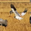 Siberian Crane Bird Diamond Painting