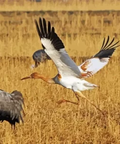 Siberian Crane Bird Diamond Painting