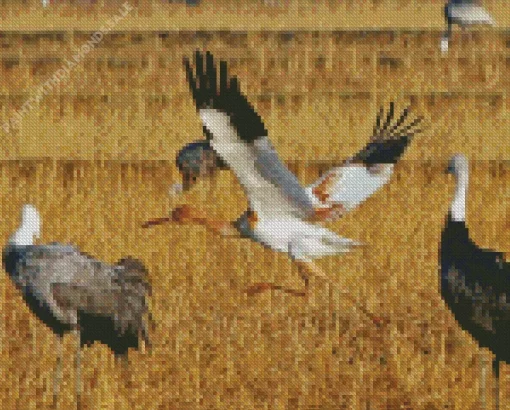 Siberian Crane Bird Diamond Painting