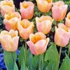 Single Early Apricot Tulip Bulbs Diamond Painting