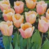 Single Early Apricot Tulip Bulbs Diamond Painting