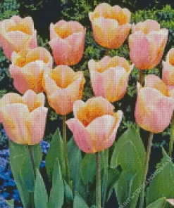 Single Early Apricot Tulip Bulbs Diamond Painting