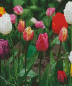 Single Early Tulips Diamond Painting