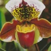 Slipper Orchids Diamond Painting