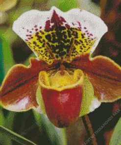 Slipper Orchids Diamond Painting