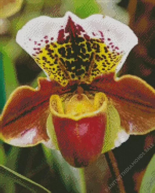 Slipper Orchids Diamond Painting