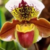 Slipper Orchids Diamond Painting