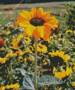 Soraya Sunflower Diamond Painting