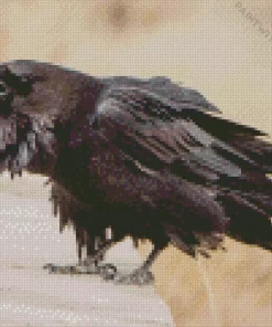 South Eurasian Raven Diamond Painting